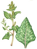 Sea beet (Beta vulgaris maritima), illustration