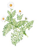 Sea mayweed (Tripleurospermum maritimum), illustration