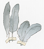 Grey feathers, illustration