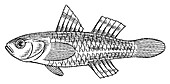 Dwarf pygmy goby fish, illustration
