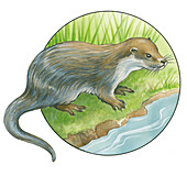 Otter, illustration