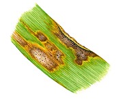 Septoria leaf blotch on wheat (Triticum sp.), illustration