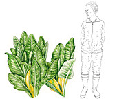 Skunk cabbage (Lysichiton americanus), illustration