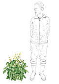 Small balsam (Impatiens parviflora), illustration