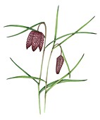 Snakes head fritillary (Fritillaria meleagris), illustration