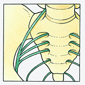 Sacrum nerves, illustration