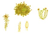 Soft bog moss (Sphagnum tenellum), illustration