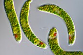 Lepocinclis protist, light micrograph