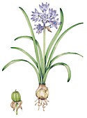 Spring squill (Scilla verna), illustration