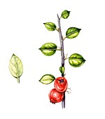 Cotoneaster horizontalis, illustration
