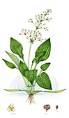 Common water-plantain, illustration
