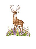 White-tailed deer (Odocoileus virginianus), illustration