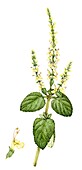 Wood sage (Teucrium scorodonia), illustration