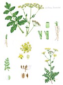 Wild parsnip (Pastinaca sativa), illustration