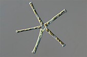 Asterionella diatoms, light micrograph