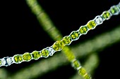 Bambusina sp. green alga, light micrograph