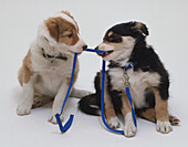 Puppies playing tug of war with a leash