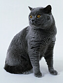 British blue shorthair cat