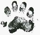 Badger's forepaw print