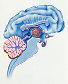 Dog's brain, illustration