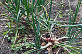 Red shallots