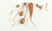 Carrot and potatoes with roots