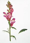 Snapdragon (Antirrhinum majus) flowering stem
