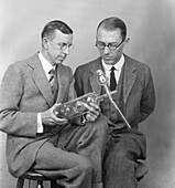 Davisson and Germer, US physicists