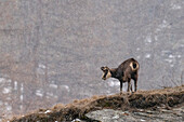 Alpine chamois