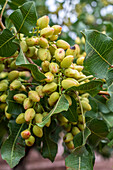 Pistachio nuts