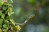 Bird snake hunting for prey in a tree