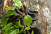 Bird snake in a tree