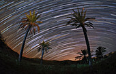 Star trails over Palm Grove