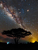 Milky Way over Acacia tree, Amboseli National Park, Kenya