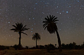 Night sky over Palm Grove, Iran