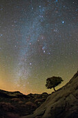 Night sky over tree, Iran