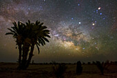 Milky Way rising over Palm tree, Iran