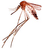 Female mosquito, LM
