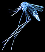 Female mosquito, LM