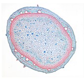 Ivy stem, LM