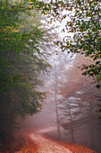 Misty autumn day in hyrcanian forests, Iran