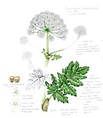 Persian hogweed (Heracleum persicum), illustration