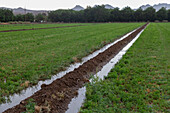 Irrigation on farm in New Mexico desert, USA