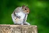 Grey squirrel