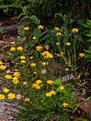 Rough hawkbit (Leontodon hispidus)