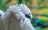 Yellow crested cockatoo