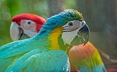 Blue-and-yellow macaw and scarlet macaw