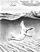 Sea lion swimming in the shallows, illustration