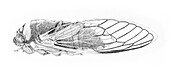 Walker's cicada, illustration