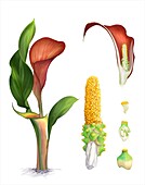 Calla lily anatomy, illustration